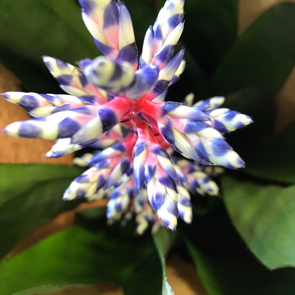 Meet your Posher, Mj